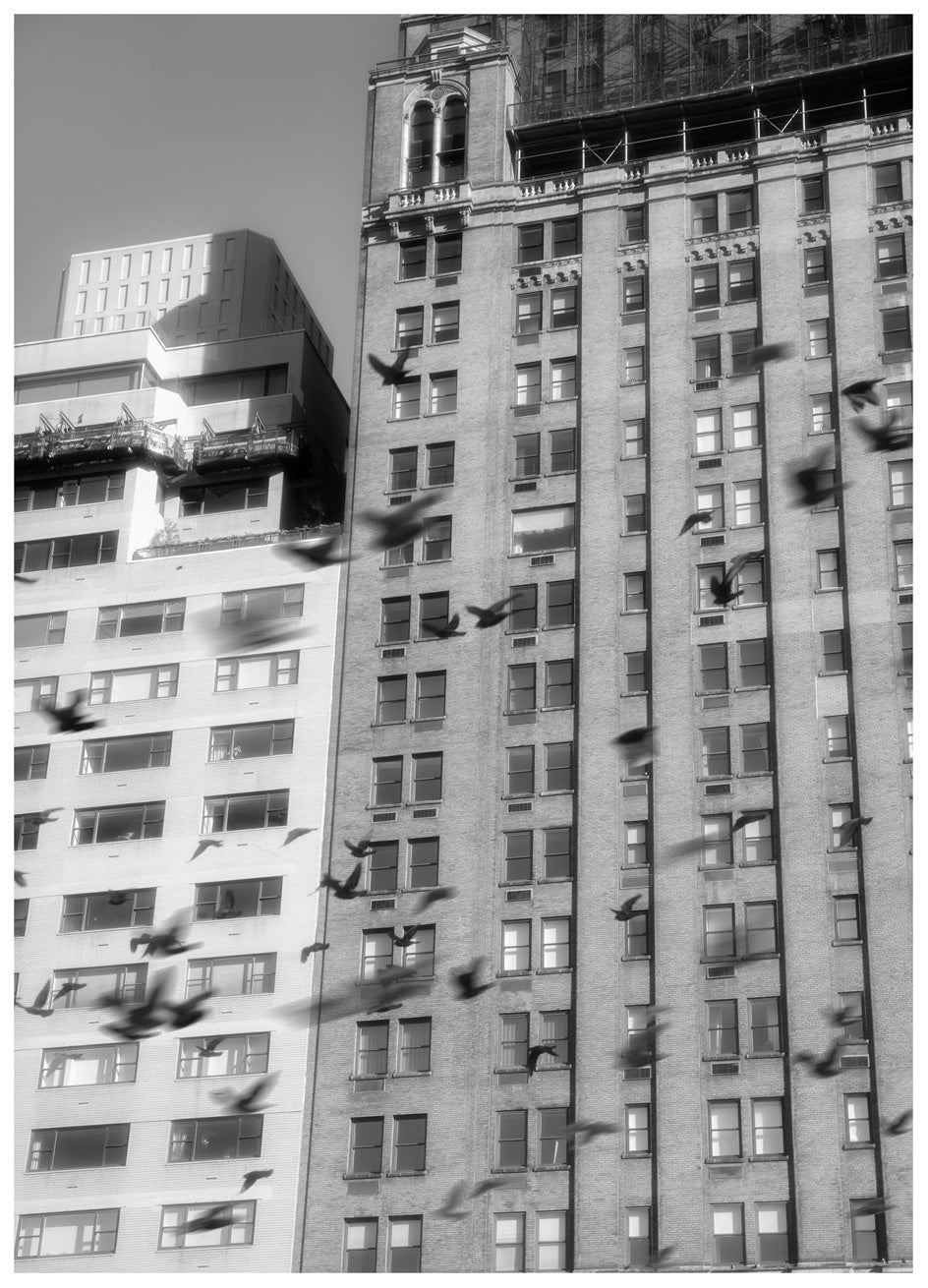 'The Birds Are Crazy Here!'