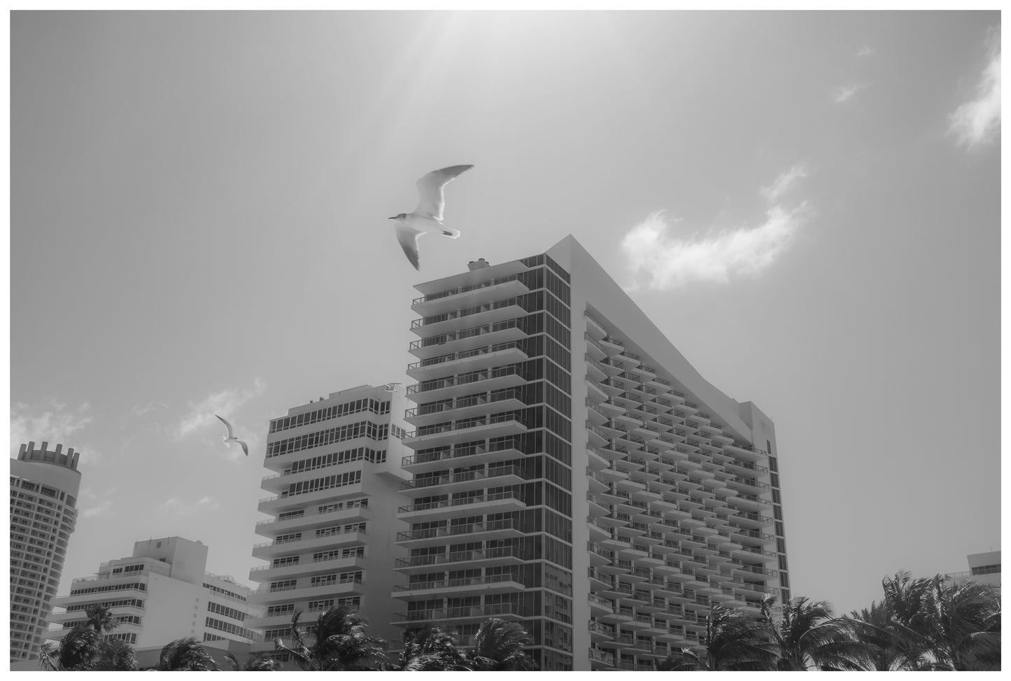 'The Birds Are Gonna Eat My Food!'